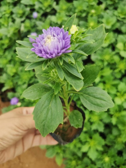 翠菊（紫色）